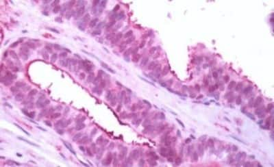 Immunohistochemistry-Paraffin: GPR119 Antibody [NBP3-14345] - Immunohistochemistry of formalin-fixed, paraffin-embedded human uterus