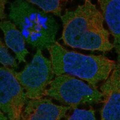 Immunocytochemistry/ Immunofluorescence GPR128 Antibody - BSA Free