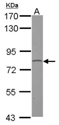 Western Blot: GPR128 Antibody [NBP2-16717] - Sample (30 ug of whole cell lysate) A: HepG2 7. 5% SDS PAGE gel, diluted at 1:1000.