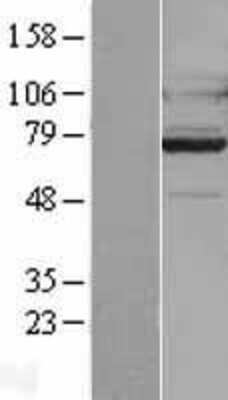 Western Blot: GPR128 Overexpression Lysate (Adult Normal) [NBL1-11250] Left-Empty vector transfected control cell lysate (HEK293 cell lysate); Right -Over-expression Lysate for GPR128.