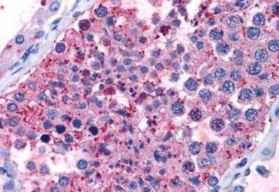 Immunohistochemistry-Paraffin: GPR133 Antibody [NBP1-02401] - Staining of human testis. Immunohistochemistry of formalin-fixed, paraffin-embedded tissue after heat-induced antigen retrieval. Antibody concentration 4.8 ug/ml.