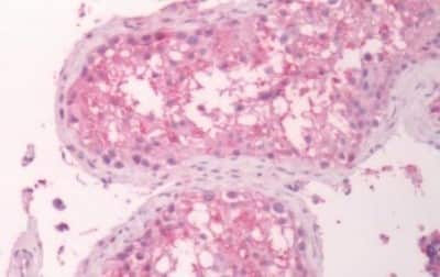 Immunohistochemistry-Paraffin: GPR133 Antibody [NBP3-14348] - Immunohistochemistry of formalin-fixed, paraffin-embedded human testis