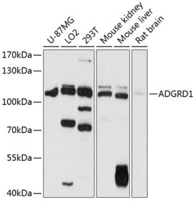 Western Blot GPR133 Antibody - Azide and BSA Free