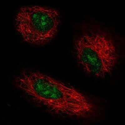Immunocytochemistry/Immunofluorescence: GPR137 Antibody [NBP2-38976] - Immunofluorescent staining of human cell line A549 shows localization to nucleus & nucleoli.