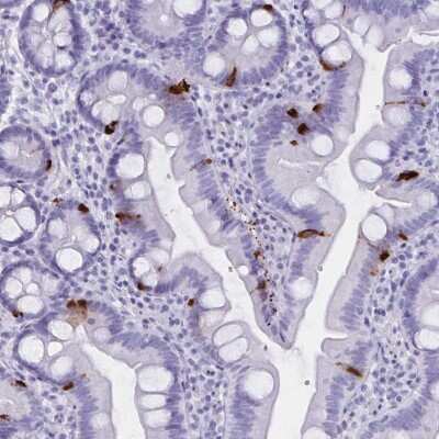 Immunohistochemistry: GPR137 Antibody [NBP2-38976] - Staining of human small intestine shows strong cytoplasmic positivity in a subset of glandular cells.