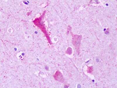 Immunohistochemistry-Paraffin: GPR137B Antibody [NLS792] - Analysis of anti-GPR137B antibody with brain, neurons at dilution 5-12 ug/ml.