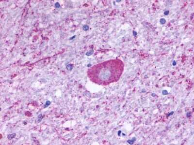 Immunohistochemistry-Paraffin: GPR137B Antibody [NLS793] - Analysis of anti-GPR137B / TM7SF1 antibody with human brain at 5 ug/ml.