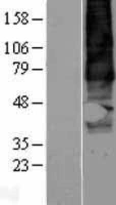 Western Blot GPR137B Overexpression Lysate