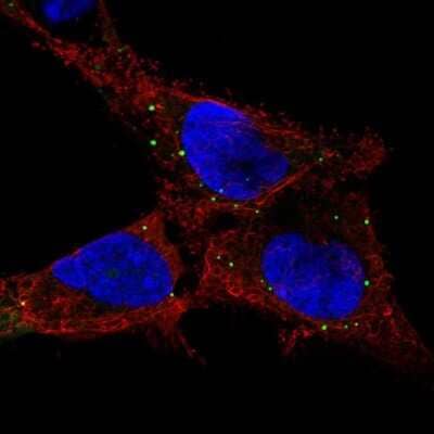 Immunocytochemistry/ Immunofluorescence GPR137C Antibody - BSA Free