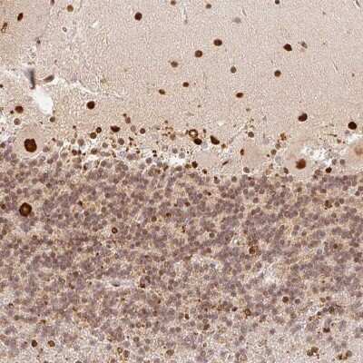 Immunohistochemistry: GPR139 Antibody [NBP2-48850] - Staining of human cerebellum shows strong nuclear positivity in Purkinje cells.