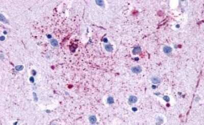 Immunohistochemistry-Paraffin: GPR139 Antibody [NLS2719] - Anti-GPR139 antibody IHC of human brain, neurons and glia. Immunohistochemistry of formalin-fixed, paraffin-embedded tissue after heat-induced antigen retrieval.
