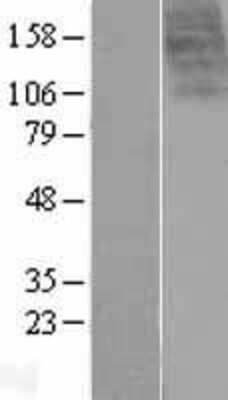 Western Blot: GPR14 Overexpression Lysate (Adult Normal) [NBP2-06755] Left-Empty vector transfected control cell lysate (HEK293 cell lysate); Right -Over-expression Lysate for GPR14.