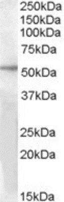 Western Blot GPR142 Antibody