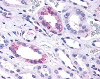 Immunohistochemistry-Paraffin: GPR146 Antibody - BSA Free [NBP1-02659] - Staining of human kidney. Formalin-fixed, paraffin-embedded tissue after heat-induced antigen retrieval. Antibody concentration 14 ug/ml.