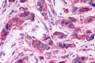 Immunohistochemistry-Paraffin GPR146 Antibody - BSA Free