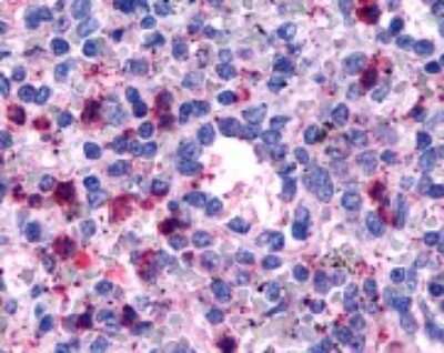 Immunohistochemistry-Paraffin: GPR146 Antibody [NLS1988] - IHC analysis of spleen using NLS1988 at 10 ug/ ml.