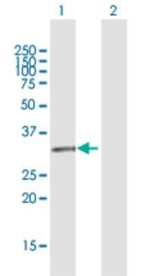 Western Blot GPR146 Antibody - Azide and BSA Free