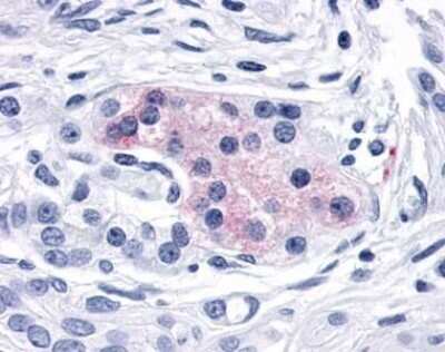 Immunohistochemistry-Paraffin: GPR149 Antibody [NLS5107] - Analysis of anti-GPR149 antibody with pancreas, Islets of Langerhans.