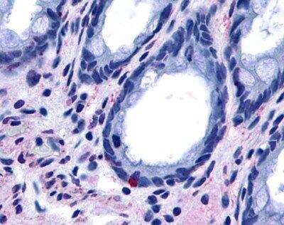Immunohistochemistry: GPR15 Antibody [NLS6285] - Analysis of anti-GPR15 antibody with colon at 13 ug/ml.