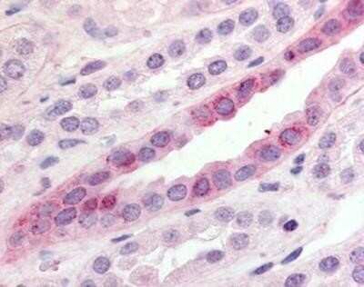 Immunohistochemistry-Paraffin: GPR15 Antibody [NBP1-02651] - Staining of human kidney. Immunohistochemistry of formalin-fixed, paraffin-embedded tissue after heat-induced antigen retrieval. Antibody concentration 10 ug/ml.