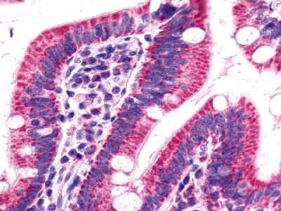 Immunohistochemistry-Paraffin: GPR15 Antibody [NLS1613] - Analysis of anti-BOB / GPR15 antibody with small intestine.
