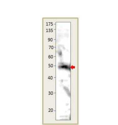 Western Blot: GPR15 Antibody [NBP3-12397] - Rat hippocampal membranes. 1:500 antibody dilution in DiluObuffer. Apparent MW is 48 KDa.