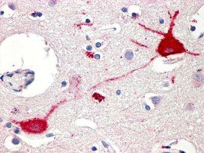 Immunohistochemistry-Paraffin: GPR151 Antibody [NLS419] - IHC analysis of Brain, Thalamus using NLS419 at 26 ug/ ml.