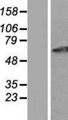 Western Blot: GPR152 Overexpression Lysate (Adult Normal) [NBP2-04514] Left-Empty vector transfected control cell lysate (HEK293 cell lysate); Right -Over-expression Lysate for GPR152.