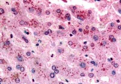 Immunohistochemistry-Paraffin: GPR153 Antibody [NBP1-02392] - Staining of human liver. Immunohistochemistry of formalin-fixed, paraffin-embedded tissue after heat-induced antigen retrieval. Antibody concentration 17 ug/ml.