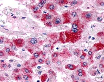 Immunohistochemistry-Paraffin: GPR153 Antibody [NLS3141] - Analysis of anti-GPR153 antibody with human liver, hepatocytes at 17 ug/ml.