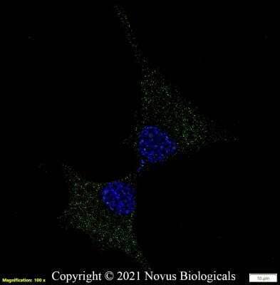 Immunocytochemistry/ Immunofluorescence GPR155 Antibody - BSA Free