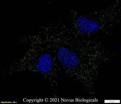 Immunocytochemistry/Immunofluorescence: GPR155 Antibody [NBP1-50626] - U-87 cells were fixed in 4% paraformaldehyde for 10 minutes and permeabilized in 0.05% Triton X-100 in PBS for 5 minutes. The cells were incubated with anti-GPR155 Antibody NBP1-50626 at 1 ug/ml overnight at 4C and detected with an anti-rabbit Dylight 488 (Green) at a 1:1000 dilution for 60 minutes. Nuclei were counterstained with DAPI (Blue).  Cells were imaged using a 100X objective and digitally deconvolved.
