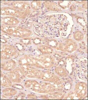 Immunohistochemistry-Paraffin GPR155 Antibody - BSA Free