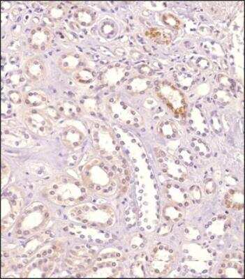Immunohistochemistry-Paraffin: GPR155 Antibody [NBP1-50626] - Analysis of a FFPE tissue section of human kidney using 1:200 dilution of GPR155 antibody. The staining was developed using HRP labeled anti-rabbit secondary antibody and DAB reagent, and nuclei of cells were counter-stained with hematoxylin.