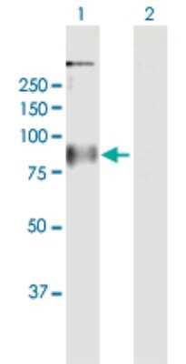 Western Blot GPR156 Antibody - Azide and BSA Free