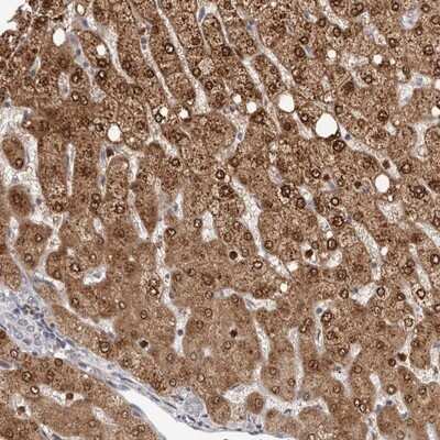 Immunohistochemistry-Paraffin GPR157 Antibody - BSA Free