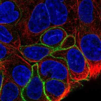 GPR160 Antibody (NBP1-83345): Novus Biologicals