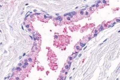 Immunohistochemistry-Paraffin: GPR164 Antibody [NLS1851] - Anti-OR51E1 antibody IHC of human prostate, glands. Immunohistochemistry of formalin-fixed, paraffin-embedded tissue after heat-induced antigen retrieval.