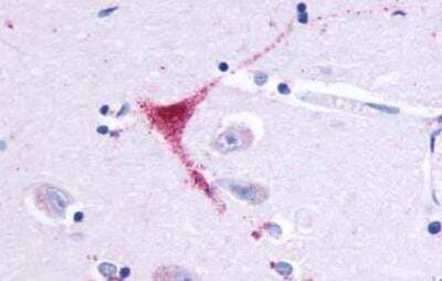 Immunohistochemistry-Paraffin GPR164 Antibody - BSA Free