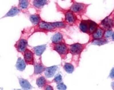 Immunocytochemistry/ Immunofluorescence GPR17 Antibody - BSA Free