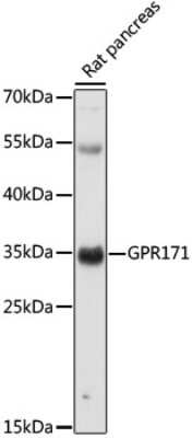 Western Blot: GPR171 Antibody [NBP3-03890] - Analysis of extracts of Rat pancreas, using GPR171 antibody at 1:1000 dilution. Secondary antibody: HRP Goat Anti-Rabbit IgG (H+L) at 1:10000 dilution. Lysates/proteins: 25ug per lane. Blocking buffer: 3% nonfat dry milk in TBST. Detection: ECL Basic Kit