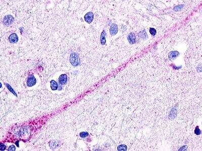Immunohistochemistry-Paraffin: GPR174 Antibody [NLS407] - Staining of Human Brain, Neuron