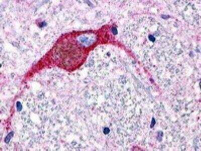Immunohistochemistry-Paraffin: GPR174 Antibody [NLS407] - Staining of Human Brain, Neuron using NLS407 at 28 ug/ ml.