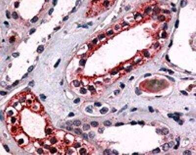Immunohistochemistry-Paraffin: GPR175 Antibody [NLS1520] - Analysis of anti-TPRA1 / GPR175 antibody with kidney at 9 ug/ ml.