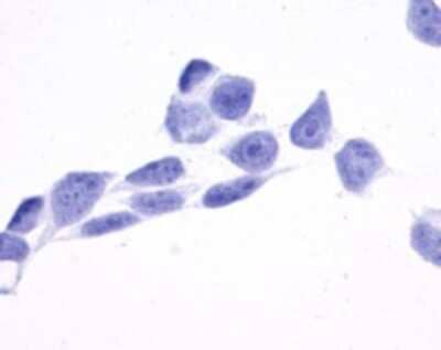 Immunohistochemistry-Paraffin: GPR175 Antibody [NLS1522] - Analysis of anti-TPRA1 / GPR175 antibody with cells expressing vector only at 8 ug/ ml.