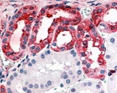 Immunohistochemistry-Paraffin: GPR175 Antibody [NLS1522] - IHC analysis of Kidney using this antibody at 8 ug/ml.
