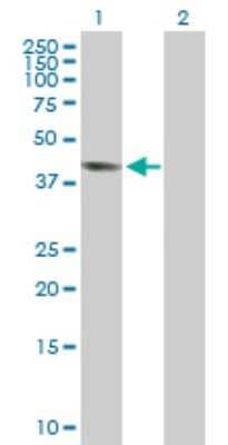 Western Blot: GPR175 Antibody [H00131601-B01P] - Analysis of GPR175 expression in transfected 293T cell line by GPR175 polyclonal antibody.  Lane 1: GPR175 transfected lysate(41.03 KDa). Lane 2: Non-transfected lysate.