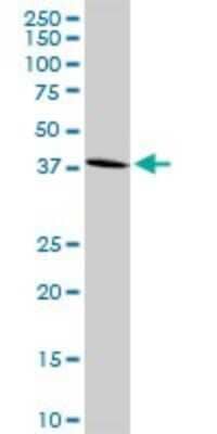 Western Blot: GPR175 Antibody [H00131601-D01P] - Analysis of GPR175 expression in HeLa.