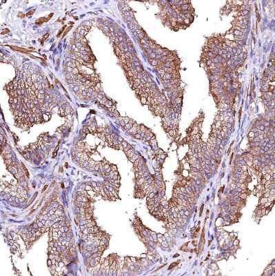 Immunohistochemistry-Paraffin: GPR176 Antibody [NBP1-81819] - Staining of human prostate shows moderate membranous positivity in glandular cells.