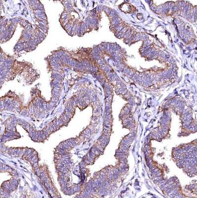 Immunohistochemistry-Paraffin: GPR176 Antibody [NBP1-81819] - Staining of human fallopian tube shows moderate positivity in apical membrane in glandular cells.